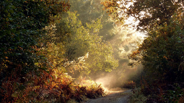 Green Shoots: Flickr