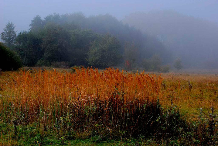 Green Shoots: Flickr