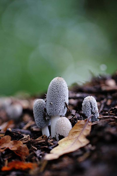 Green Shoots: Flickr