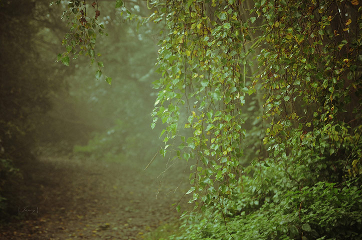 Green Shoots: Flickr