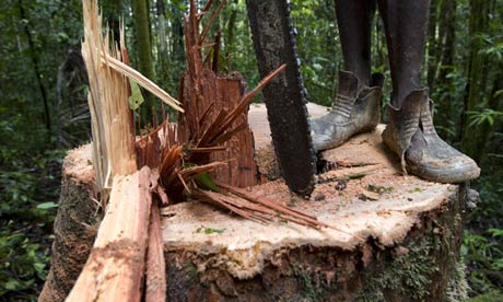 logging with chainsaw