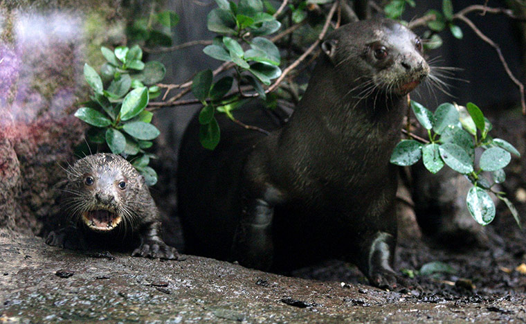 24 hours in pictures: Giant Otter pups at Chester Zoo
