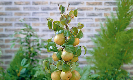 Dwarf Pear