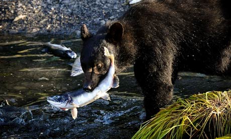 Alaskan black bear catching salmon, near Port Valdez, Alaska, 2012