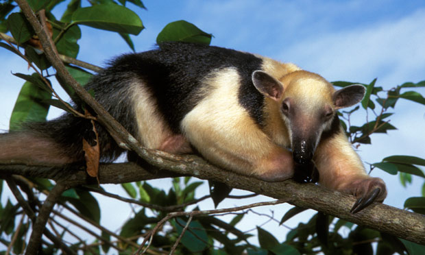 The beasts from Brazil: country aims to clone endangered species