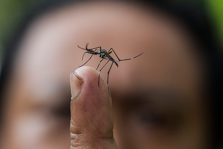 Dengue epidemic: Malaysia Toxorhynchites (TOXO) mosquitoes