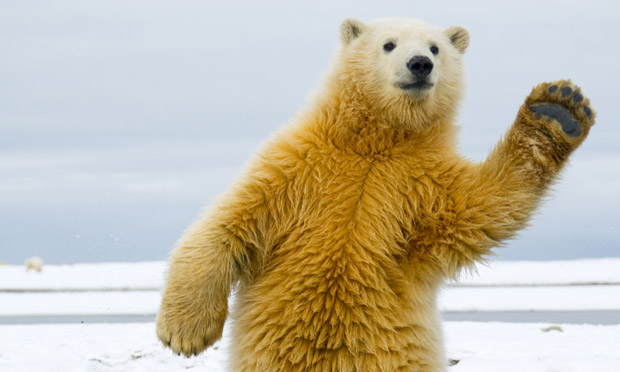 Polar-Bear-010.jpg