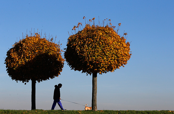 24 hours in pictures: A walker passes pollarded trees