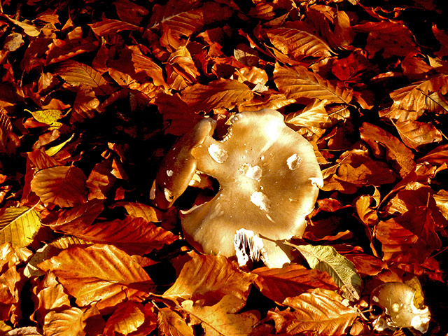 Your Pictures: Tonal: My husband and I went mushroom picking
