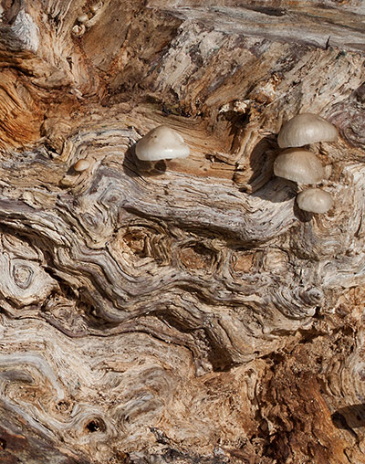 Your Pictures: Tonal: Fungi on a decaying tree in Richmond Park displaying warm autumnal colours