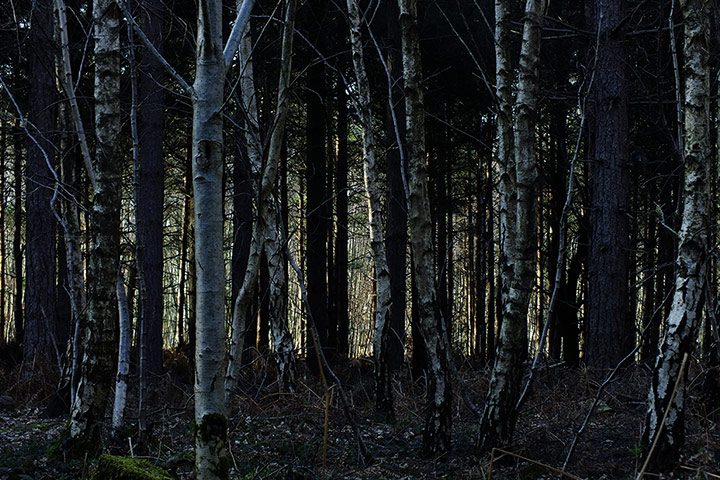 Your Pictures: Tonal: This woodland view was photographed from a Kent country lane