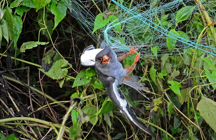 Week in wildlife: An adult male Amur Falcon 