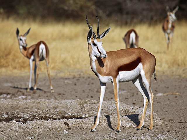 Week in wildlife: Springboks, Central Kalahari Game Reserve, Botsuana, wildlife
