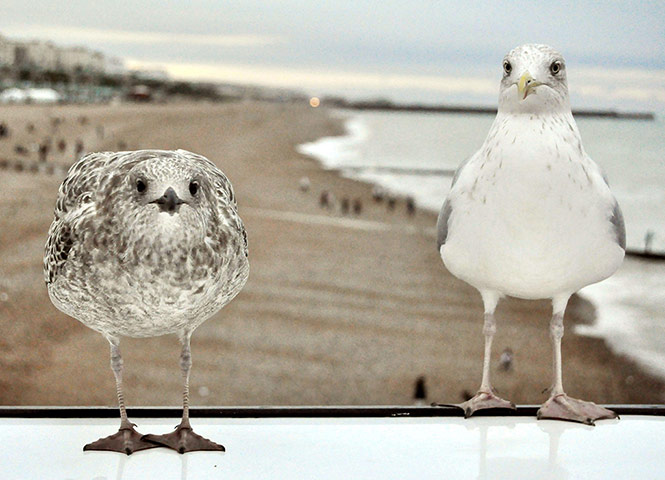 Week in wildlife: ANIMALS Photographer