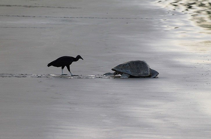 Week in wildlife: Vulture follows Olive Ridley turtle