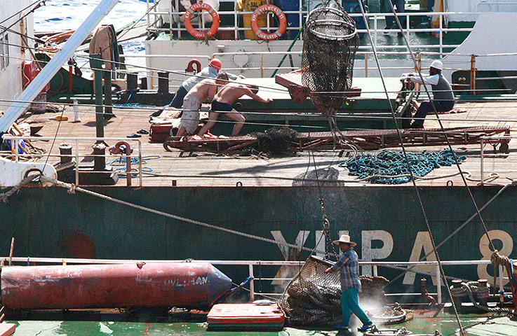 Week in wildlife: GREENPEACE ILLEGAL PACIFIC TUNA TRANSHIPMENT