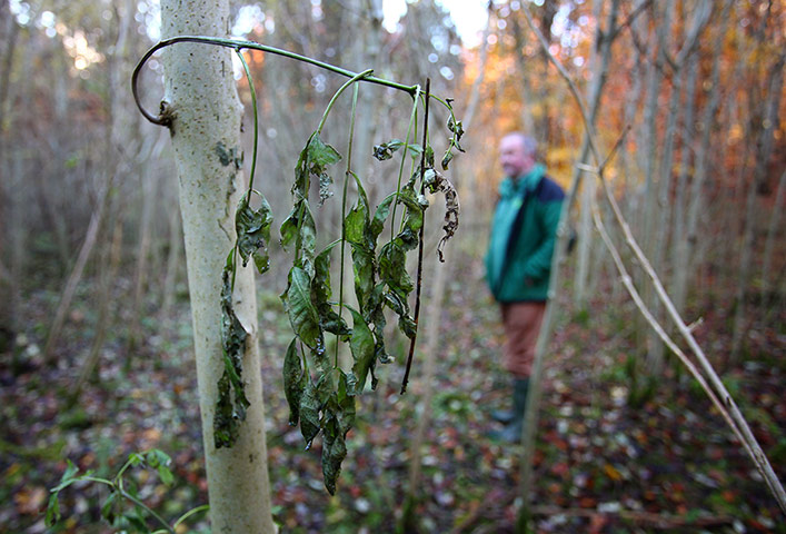 Week in wildlife: Ash dieback tree disease 