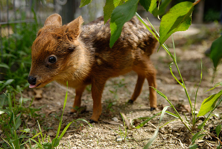 Week in wildlife: One month old baby Pudu deer grazes