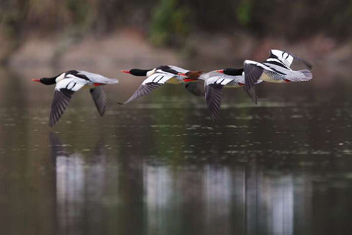 Week in wildlife: Chinese mergansers fly over the Xiuhe River