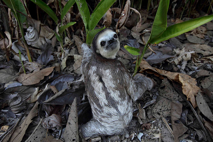 Week in wildlife: One of the 35 three-toed sloths rescued by Green Heritage Fund Suriname 