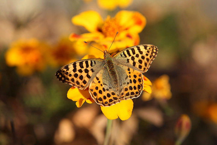 Week in wildlife: A butterfly sucks nectar from a flower at the Dachigam National Par