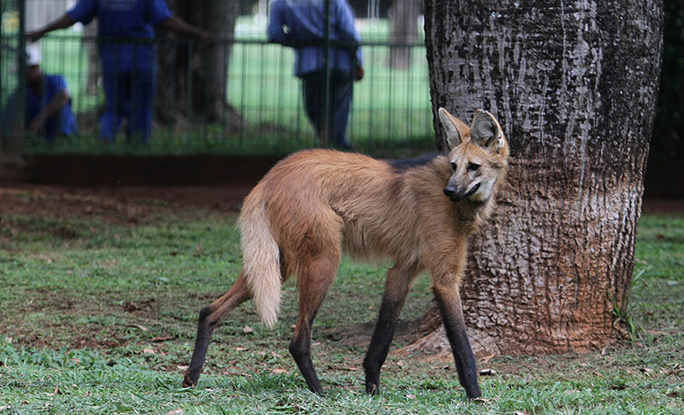 Week in wildlife: a lobo-guara, also known as a maned wolf,