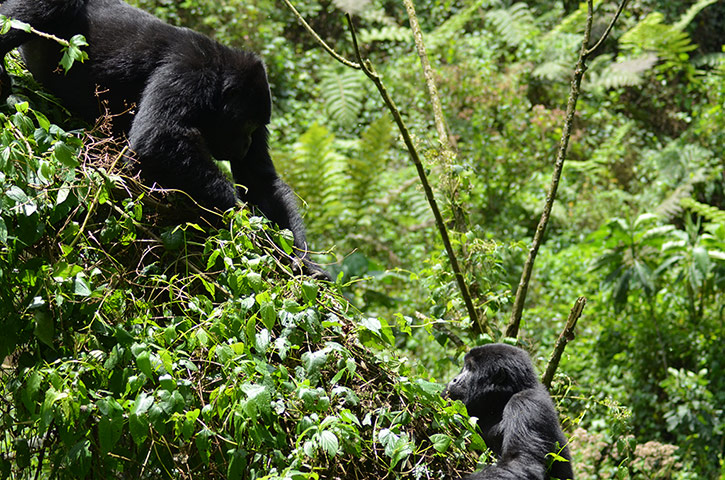 Week in wildlife: world population of mountain gorillas