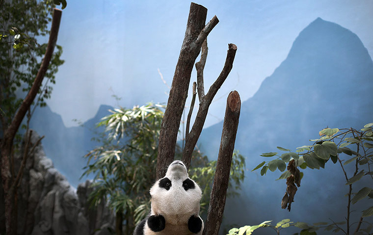 Week in wildlife: Giant Panda 