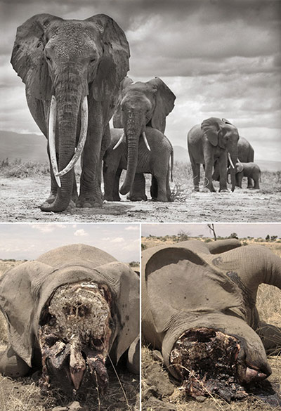 Week in wildlife: Qumquat, one of Amboseli’s most famous matriarchs, and her family