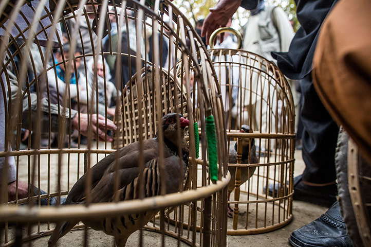 24 hours: Afghan Men Fight Partidges In Kabul