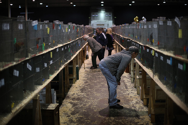 24 hours in pictures: Enthusiasts Participate In The National Poultry Show