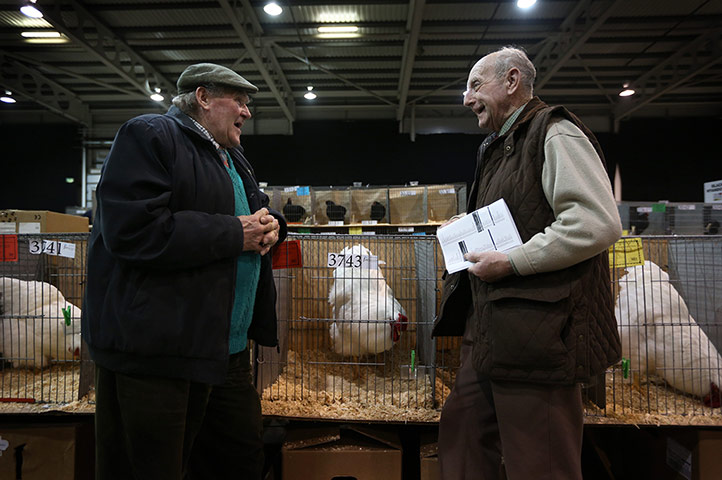 Poultry Show: Two breeders chat at The National Poultry Show