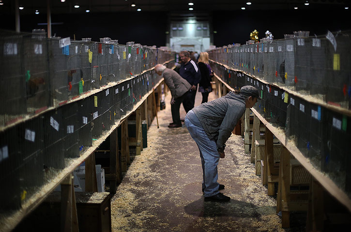 Poultry Show: enthusiasts inspect the birds held in cages