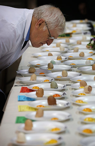 Poultry Show: Judge Malcolm Thompson inspects eggs