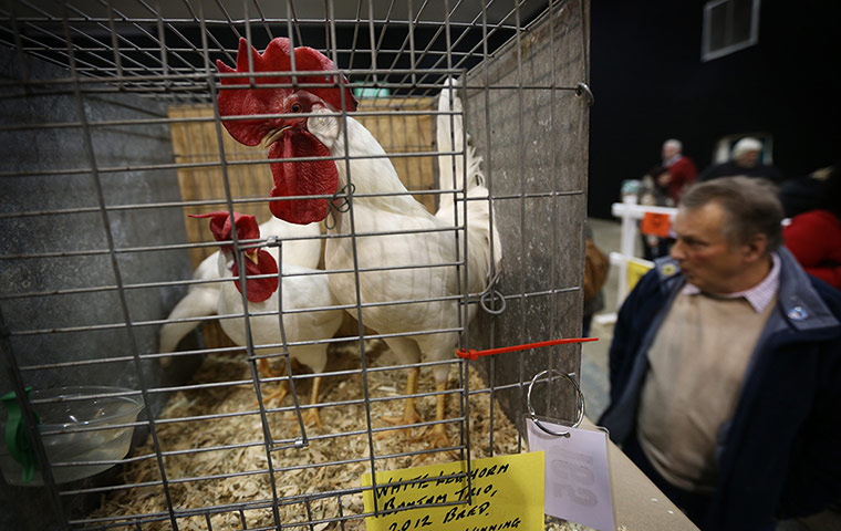 Poultry Show: White leghorn bantam chickens are for sale at the show