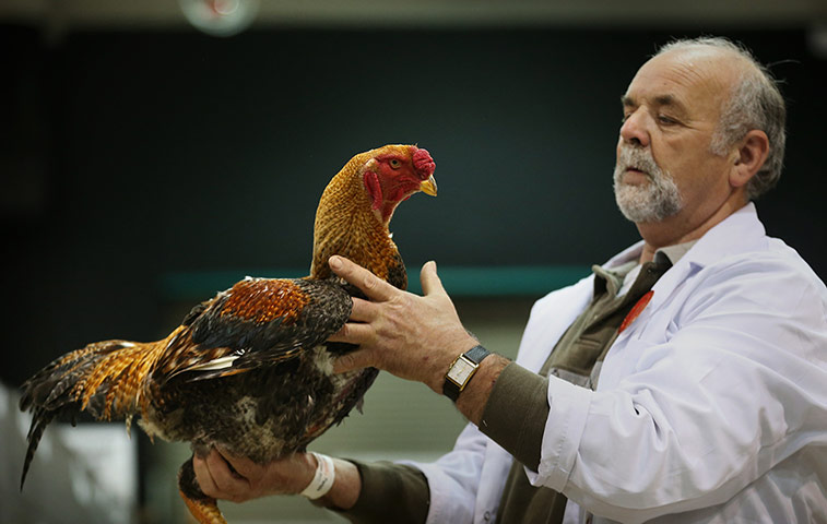 Poultry Show: Judge Mike Porter inspects a Malay