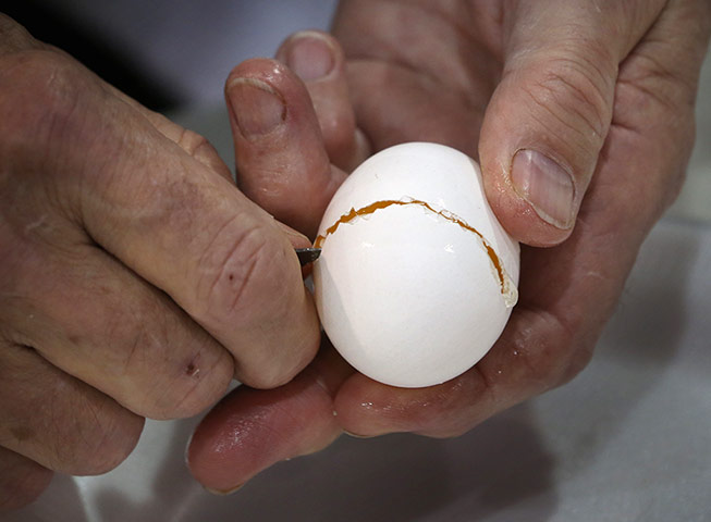 Poultry Show: Judge Malcolm Thompson opens an egg for inspection