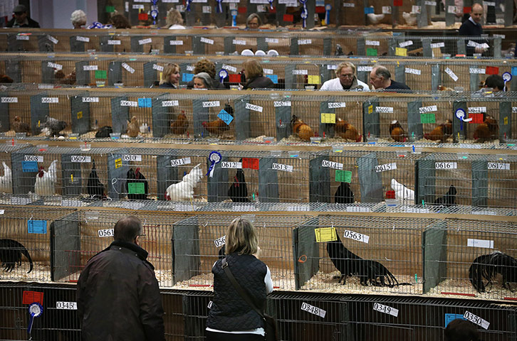 Poultry Show: Visitors walk amongst rows of cages containing birds