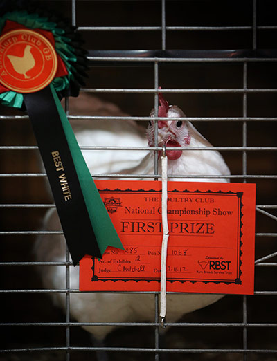 Poultry Show: The first prize winnng Best White bird