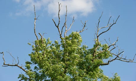 Mysterious Fungus causes Ash Dieback