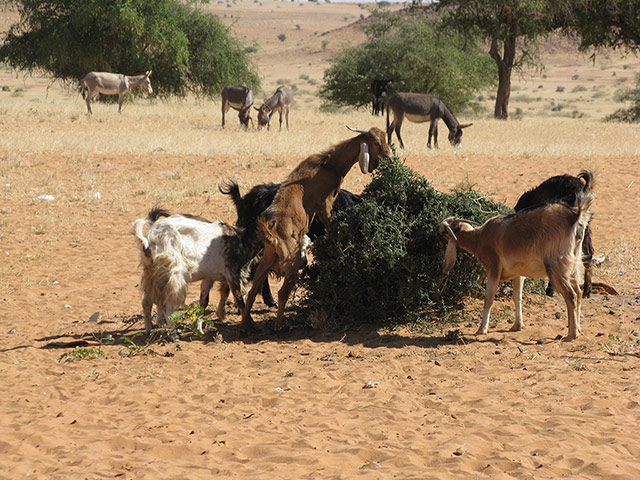 Kids for Kids:: A portrait of Darfur in 2012