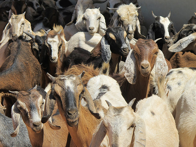 Kids for Kids:: A portrait of Darfur in 2012