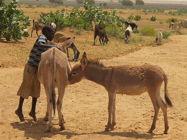 Kids for Kids:: A portrait of Darfur in 2012