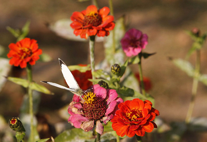 Week in Wildlife: A butterfly sucks the nectar from a flower in Srinagar, India