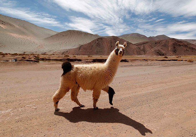 Week in Wildlife: A llama crosses a road near the salt flat Tolillar in Salta Province
