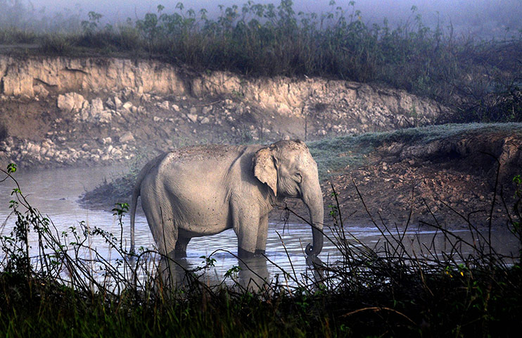 Week in Wildlife: A wild Asiatic elephant basks the winter morning sun, India