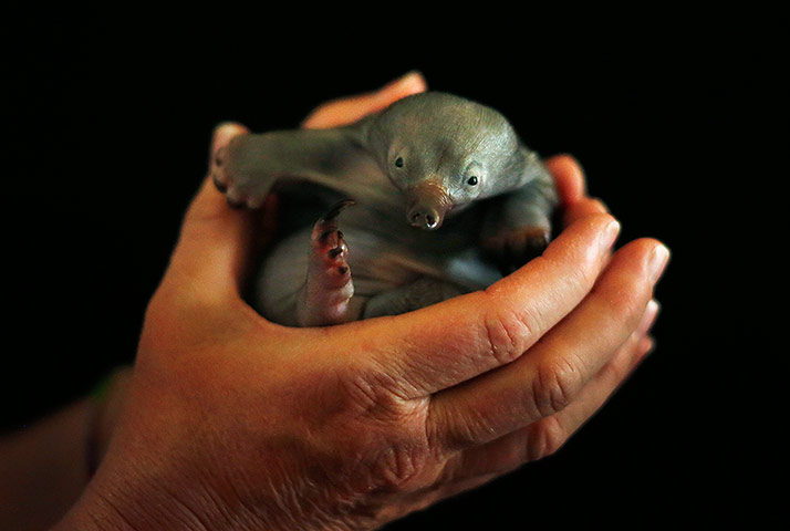Week in Wildlife: Bo, a 55-day-old baby Echidna rests at Taronga Zoo