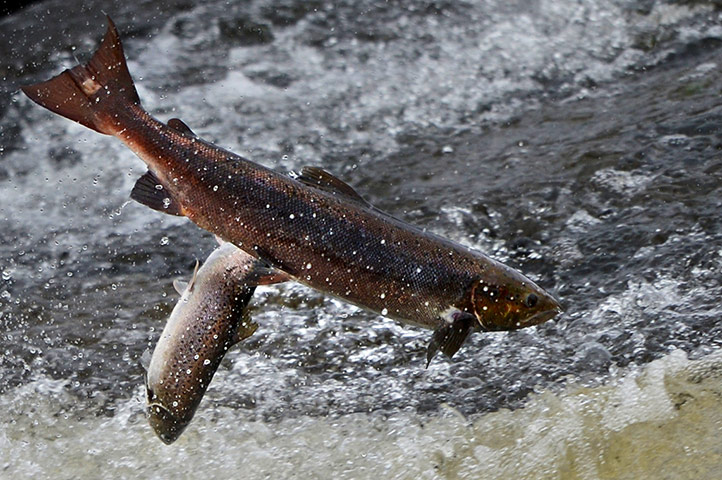 Week in Wildlife: Salmon leap out of the water on the river Etterick in Selkirk, Scotland