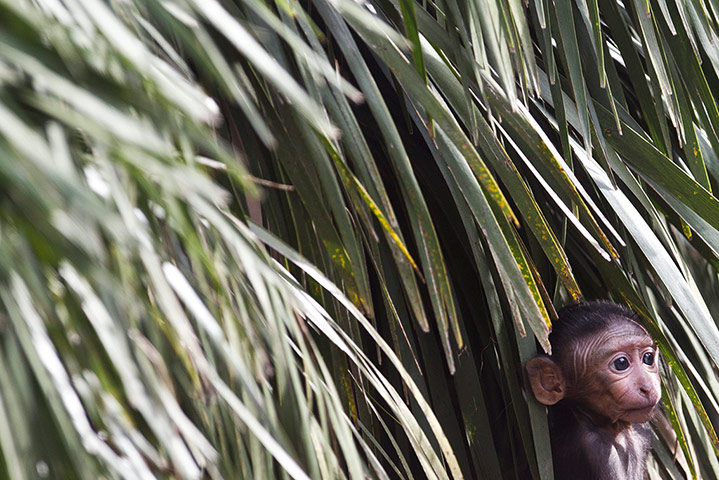 Week in Wildlife: Two-week-old Nina, a celebes ape, hides between branches