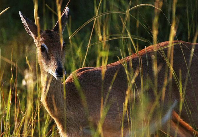 Week in Wildlife: An Oribi antelope pictured in the grassland in Murchison Falls Park, Uganda